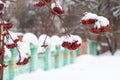 Clusters of red mountain ash, scarlet, covered with white snow. Royalty Free Stock Photo