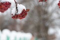 Clusters of red mountain ash, scarlet, covered with white snow. Royalty Free Stock Photo