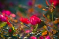 Clusters of red rose flowers