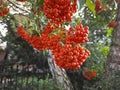 Clusters of red rowan on blurred background of nature. Selective focus Royalty Free Stock Photo