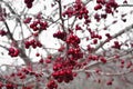 Clusters of Red Wilted Berries Hanging from Tree