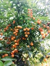 The clusters rip orange seeds of durenta erecta