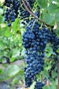 Clusters of ripe deep blue grape on the vine Royalty Free Stock Photo