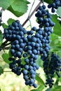 Clusters of ripe deep blue grape on the vine Royalty Free Stock Photo