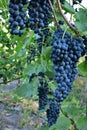 Clusters of ripe deep blue grape on the vine Royalty Free Stock Photo