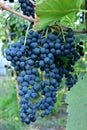 Clusters of ripe deep blue grape on the vine Royalty Free Stock Photo