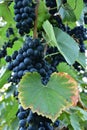 Clusters of ripe deep blue grape on the vine Royalty Free Stock Photo