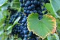 Clusters of ripe deep blue grape on the vine Royalty Free Stock Photo