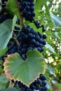Clusters of ripe deep blue grape on the vine Royalty Free Stock Photo