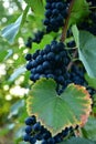 Clusters of ripe deep blue grape on the vine Royalty Free Stock Photo