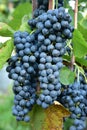 Clusters of ripe deep blue grape on the vine Royalty Free Stock Photo