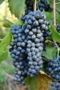 Clusters of ripe deep blue grape on the vine Royalty Free Stock Photo