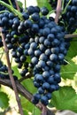 Clusters of ripe deep blue grape on the vine Royalty Free Stock Photo