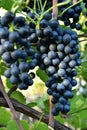 Clusters of ripe deep blue grape on the vine Royalty Free Stock Photo