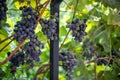 Clusters of ripe grapes hanging on a vine in a vineyard Royalty Free Stock Photo