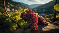 Clusters of ripe grapes on a mountainside in Italy created with generative AI technology Royalty Free Stock Photo