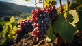 Clusters of ripe grapes on a mountainside in Italy created with generative AI technology Royalty Free Stock Photo