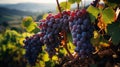 Clusters of ripe grapes on a mountainside in Italy created with generative AI technology Royalty Free Stock Photo