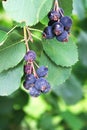 Clusters of ripe saskatoon berries hanging in summer Royalty Free Stock Photo