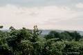 Clusters of ripe sweet grapes among the green leaves of grape bushes. Autumn magic. Smooth rows of vineyards. Royalty Free Stock Photo