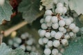 Clusters of ripe sweet grapes among the green leaves of grape bushes. Autumn magic. Smooth rows of vineyards. Royalty Free Stock Photo