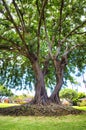 Stateky old large banyan tree on Maui. Royalty Free Stock Photo