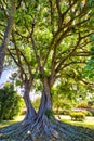 Stateky old large banyan tree on Maui. Royalty Free Stock Photo