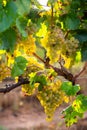 Clusters of sappy white grapes in vineyard