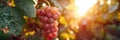 Clusters of seedless grapes on grapevine with sunlight filtering through leaves Royalty Free Stock Photo