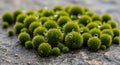 Clusters of small, spherical green moss Royalty Free Stock Photo