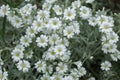 Small white flowers of herbaceous plant Cerastium tomentosum snow-in-Summer with five double petals with yellow centers Royalty Free Stock Photo