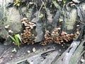 Clusters of tiny brown Psathyrella piluliformis fungi Royalty Free Stock Photo