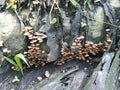 Clusters of tiny brown Psathyrella piluliformis fungi Royalty Free Stock Photo