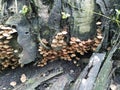 Clusters of tiny brown Psathyrella piluliformis fungi Royalty Free Stock Photo