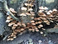 Clusters of tiny brown Psathyrella piluliformis fungi Royalty Free Stock Photo