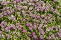 Clusters of tiny flowers of Sweet Alyssum as a background. Royalty Free Stock Photo
