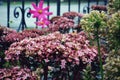 Clusters of Tiny Pink Star Like Flowers