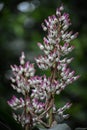 Clusters of Tiny Purple Buds Ready to Open