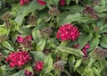 Clusters of tiny red petals of Pentas Grafitti Red Velvet