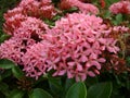 Clusters of tropical pink santan flowers, or santan ixora