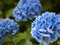 Blue Hydrangea flowers in full bloom Royalty Free Stock Photo