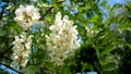 Clusters of white acacia flowers on a tree against a blue sky. On the acacia flower the bee Royalty Free Stock Photo