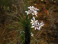 CLUSTERS OF WHITE BLACK-STICK LILY FLOWERS WITH A LILAC HUE IN SPRING IN A SOUTH AFRICAN LANDSCAPE