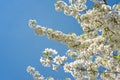 Clusters of white dreamy flowers on tree and blue sky