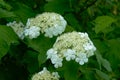White black haw flower cluster - Viburnum prunifolium Royalty Free Stock Photo