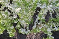 Clusters of white flowers on tree.