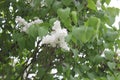 Clusters of white lilac in blossom