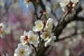 Clusters of white plum blossoms on the branches Royalty Free Stock Photo