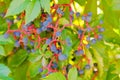 Clusters of wild ripe grapes. Small blue berry