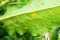 Green dock beetle eggs